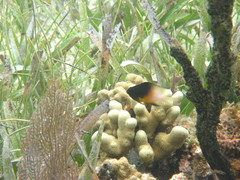 Stegastes partitus