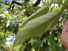Artocarpus hypargyreus, photograph (c) CYL, some rights reserved (CC BY)