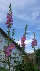 Alcea rosea