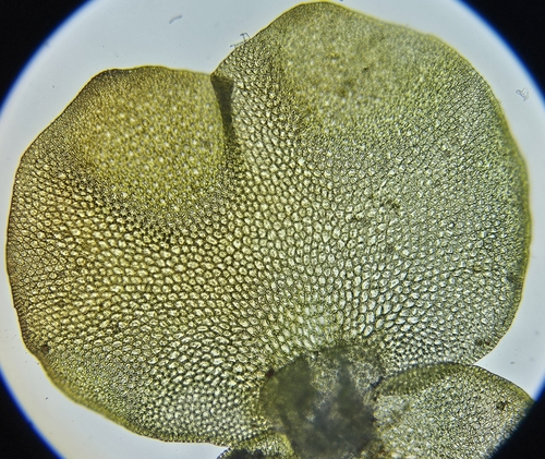 Image of Marsupella emarginata by (c) Helen Waterman, some rights reserved (CC BY)