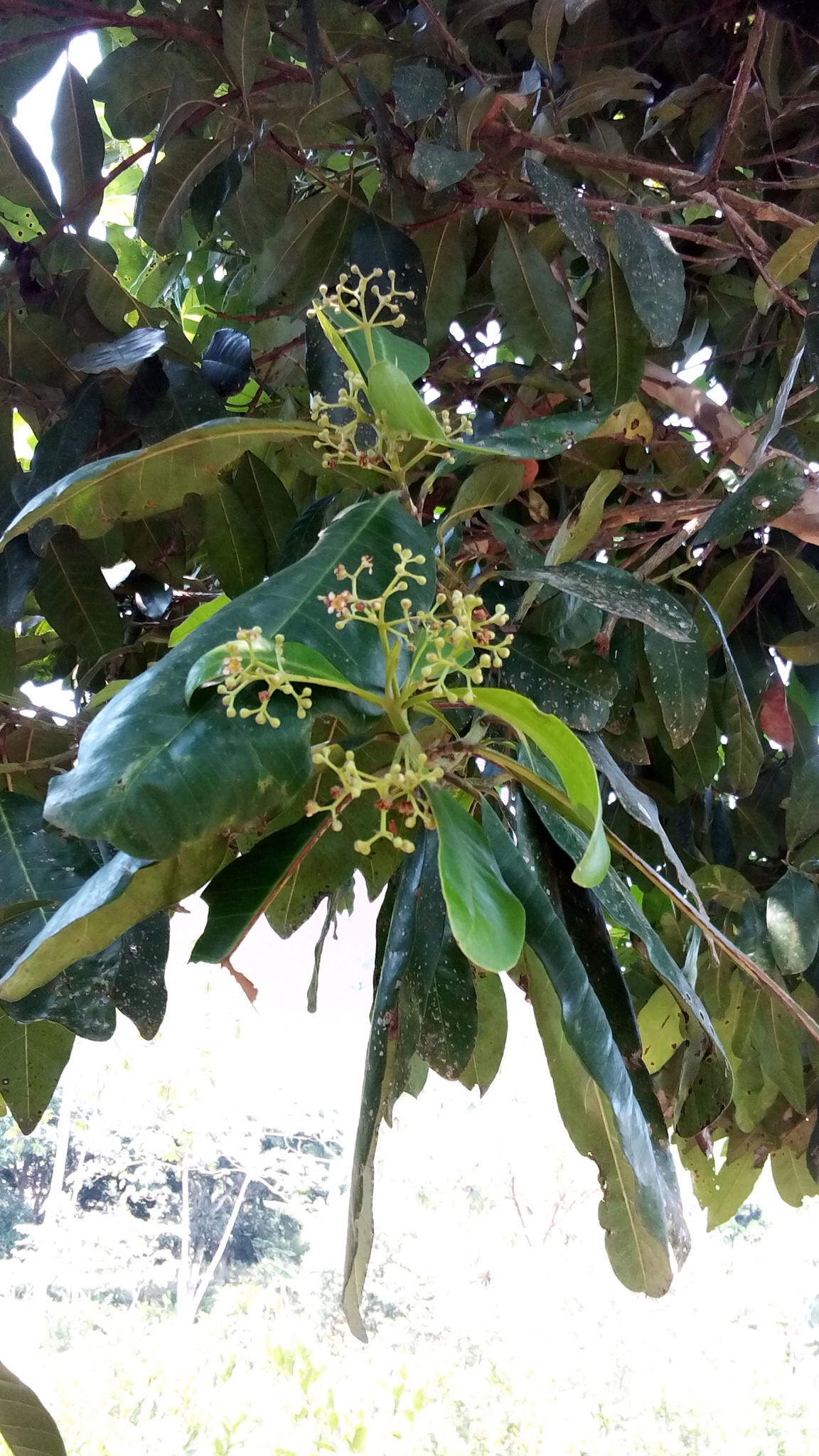 Pimienta Negra - Plantas y Más Panamá