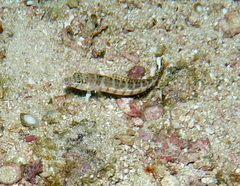 Parapercis clathrata