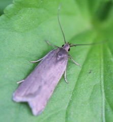 Acompsia cinerella