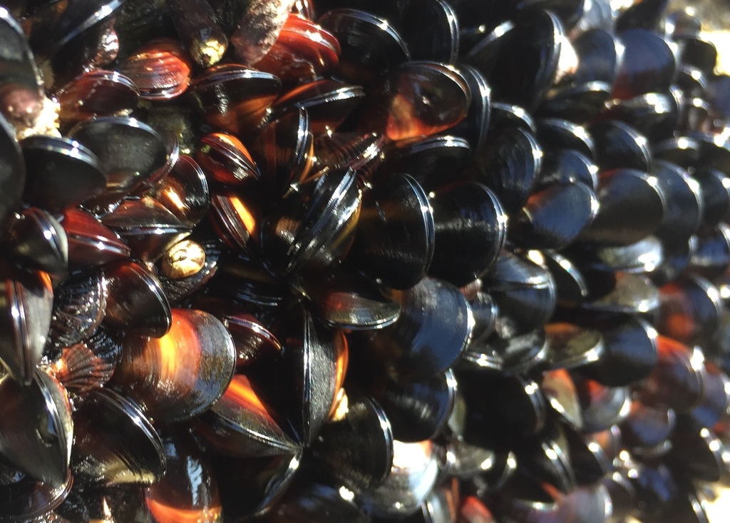 Bisexual Mussel