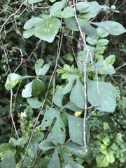 Adenia digitata