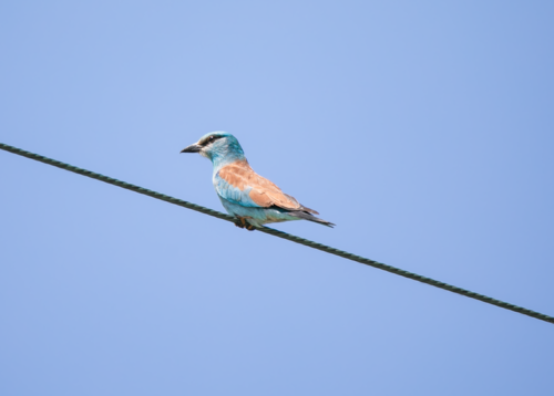 Carraca europea (Coracias garrulus)