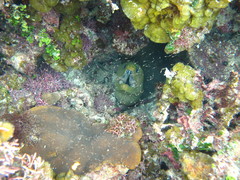 Gymnothorax funebris