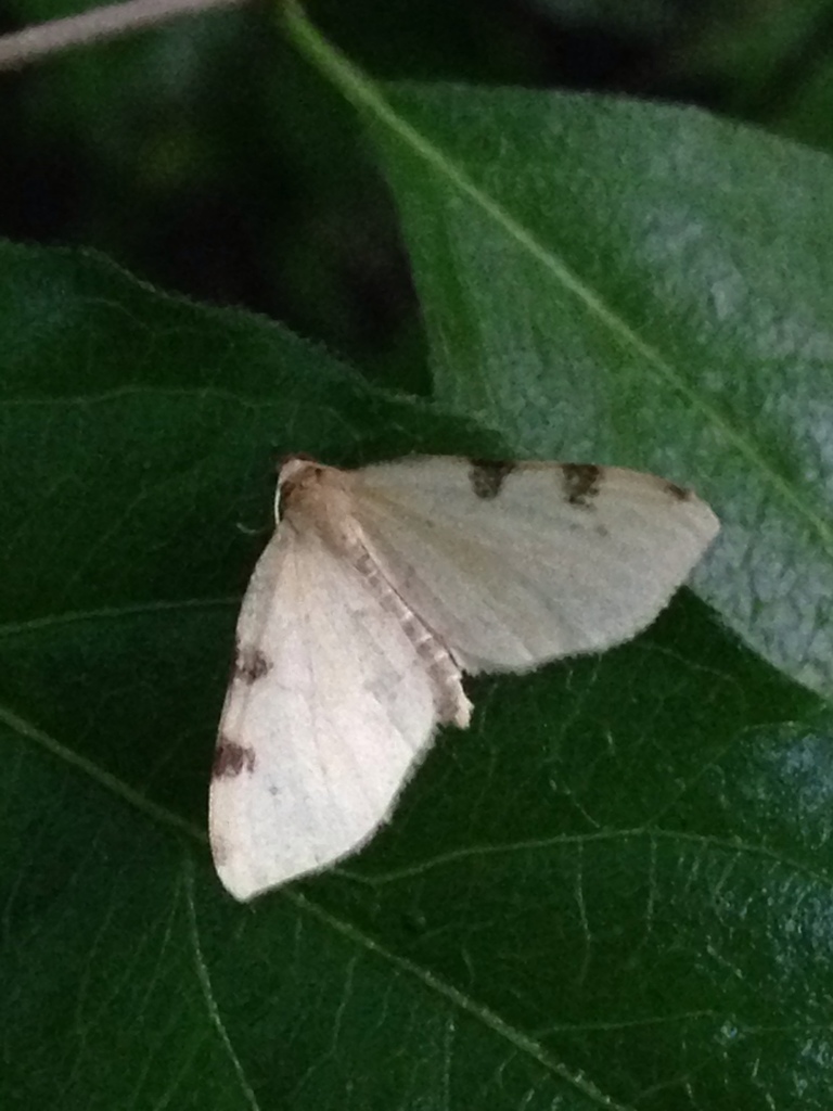 Three-spotted Fillip from Wayne County, US-IN, US on June 1, 2019 at 06 ...