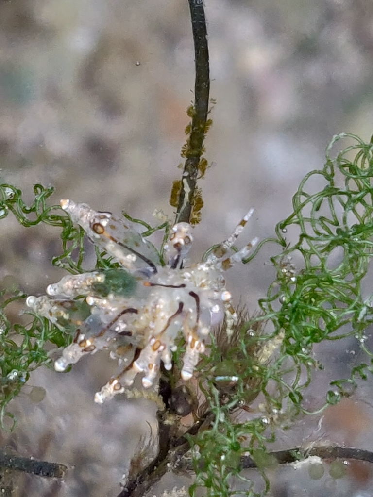 Eye-spotted eubranchus