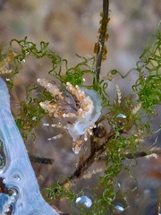 Eubranchus ocellatus