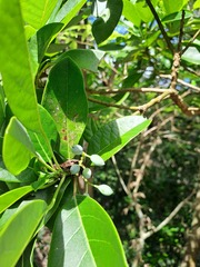 (c) CYL, some rights reserved (CC BY) Daphniphyllum calycinum, photograph (c) CYL, some rights reserved (CC BY)
