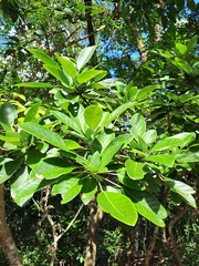 (c) CYL, some rights reserved (CC BY) Daphniphyllum calycinum, photograph (c) CYL, some rights reserved (CC BY)