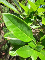 (c) CYL, some rights reserved (CC BY) Daphniphyllum calycinum, photograph (c) CYL, some rights reserved (CC BY)