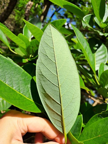 Daphniphyllum calycinum, photograph 2