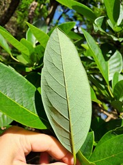 (c) CYL, some rights reserved (CC BY) Daphniphyllum calycinum, photograph (c) CYL, some rights reserved (CC BY)