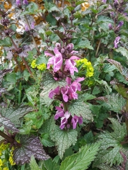 Lamium garganicum