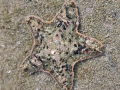 Aquilonastra