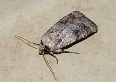Proteuxoa amaurodes