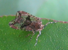 Dipsiathus obscurifrons