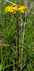 Packera pseudaurea