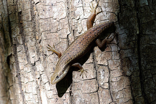 Tandrefana Skink