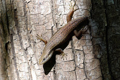 Trachylepis tandrefana