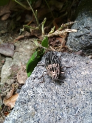 Chalcophora mariana