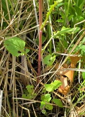 Packera pseudaurea
