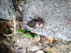 Chalcophora mariana