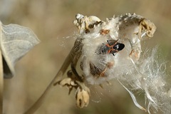 Lygaeus kalmii kalmii