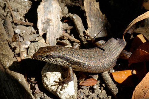 Tandrefana Skink