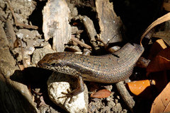 Trachylepis tandrefana