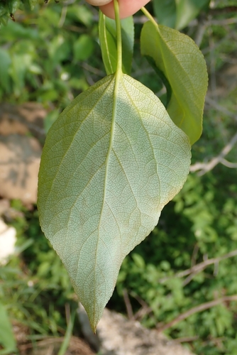 balsam poplar