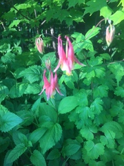 Aquilegia canadensis