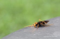 Leptodialepis bipartitus