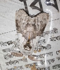 Calliteara horsfieldii