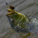 Serranochromis - Photo (c) Brian Gratwicke, algunos derechos reservados (CC BY-NC)