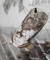 Calliteara horsfieldii