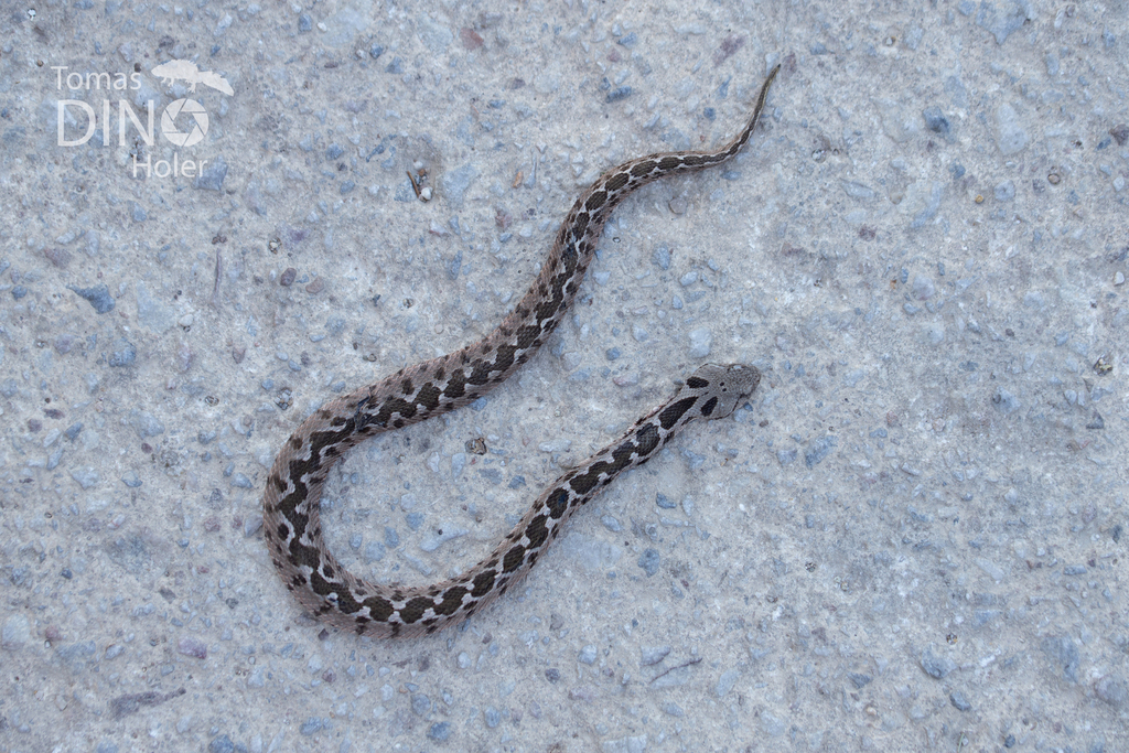 Ottoman Viper