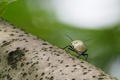 Eucorysses grandis