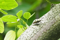 Eucorysses grandis