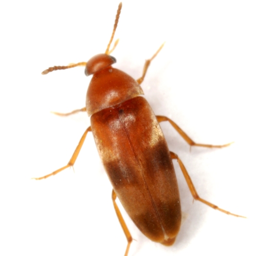 Pentaria trifasciata (Melsheimer, 1846)