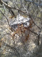 Polistes humilis synoecus