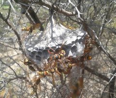 Polistes humilis synoecus