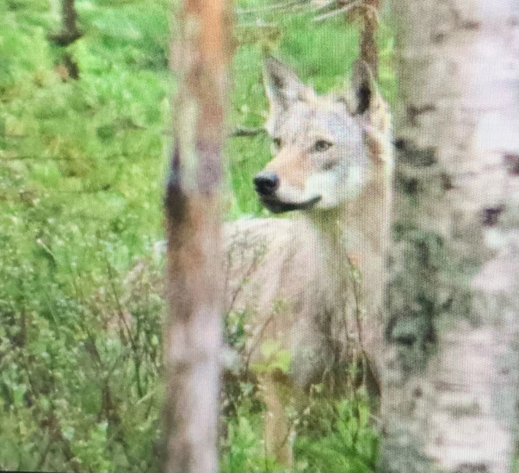 Gray Wolf in July 2024 by irjukka · iNaturalist