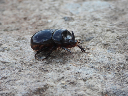 Xyloryctes corniger