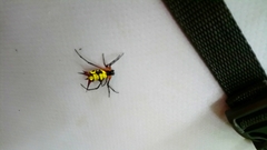 Micrathena kirbyi