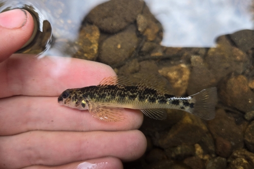 Longfin darter (Etheostoma longimanum) — Percidae — 2