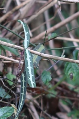 Gardneria multiflora