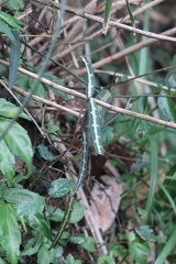 Gardneria multiflora